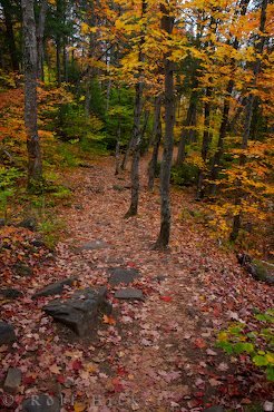 Waldweg Herbst Bild Buntes Laub