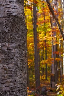 Herbst Jahreszeit bunte Bäume Bild