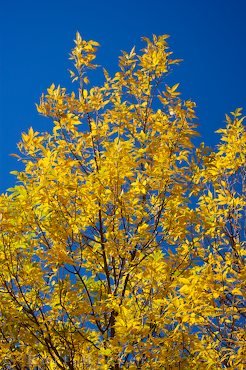 Altweibersommer In Quebec