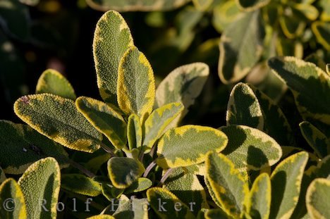 Aurea Salvia Officinalis Salbei Pflanze