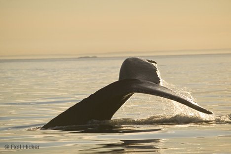 Buckelwal Flosse Strait Of Belle Isle