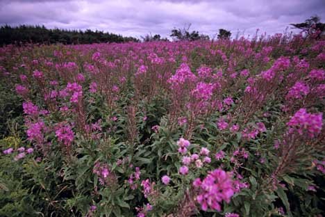 Fireweed Waldweidenroeschen Feld Neufundland