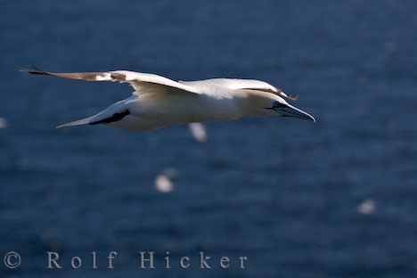 Flugkunst Toelpel Schoener Seevogel