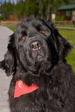 Hunderasse Neufundlaender Ella Labrador