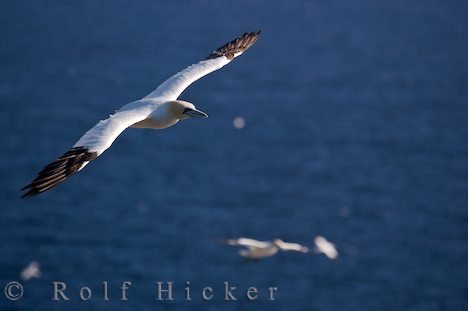 Kunst Des Fliegens Seevogel Neufundland