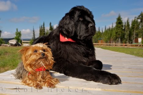 Lustiges Paar Hunde Neufundland