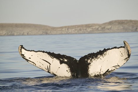 Neufundland Tierbeobachtungen Buckelwale Reise