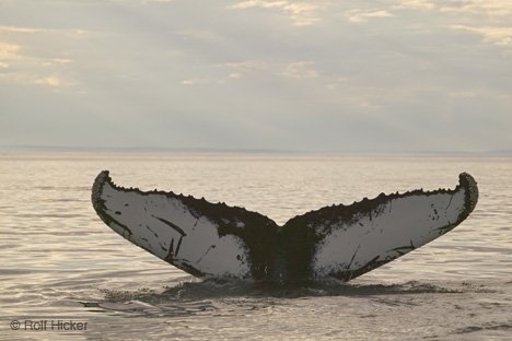 Meeressaeuger Walflosse Tierbeobachtung Neufundland