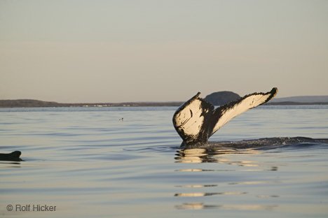 Rettet Die Wale Bilder Neufundland