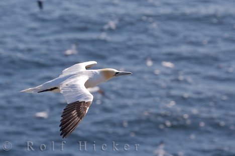 Tierfoto Vogel Flug Meer Neufundland