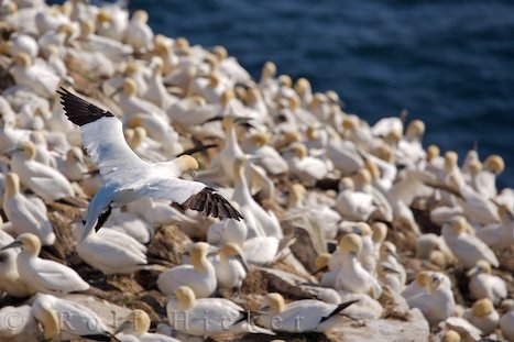Vogelschutzgebiet Basstoelpel Neufundland
