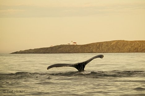 Walflosse Abendhimmel Küste