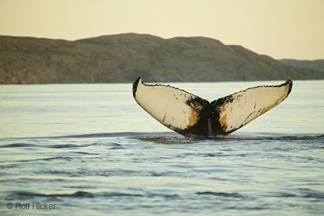 Walflosse Urlaub Tierfotografie Neufundland