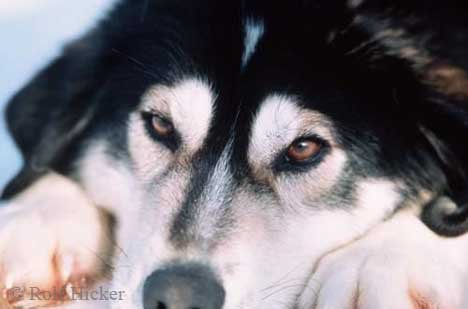 Alaska Schlittenhund