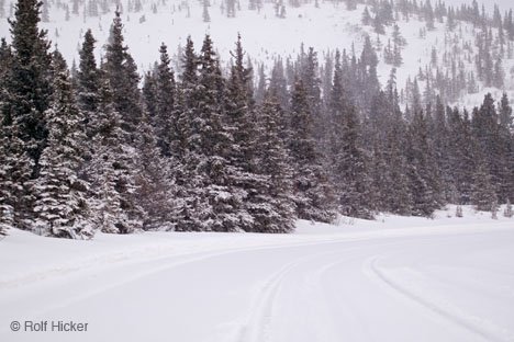 Bäume Im Schnee Alaska Winter Wildnis