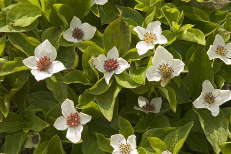 Cornus Canadensis Blueten