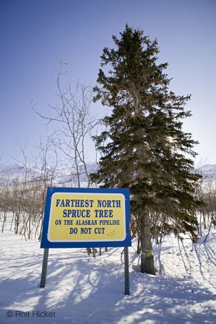 Letzte Fichte Dalton Highway Alaska