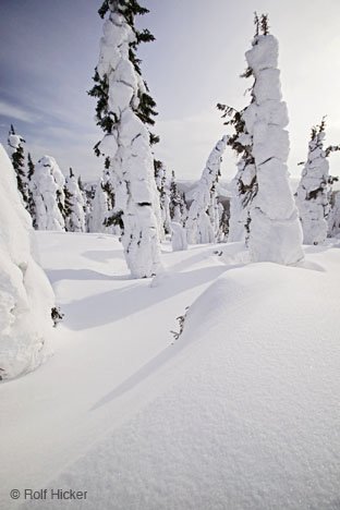 Schnee Baeume Winterbild Alaska