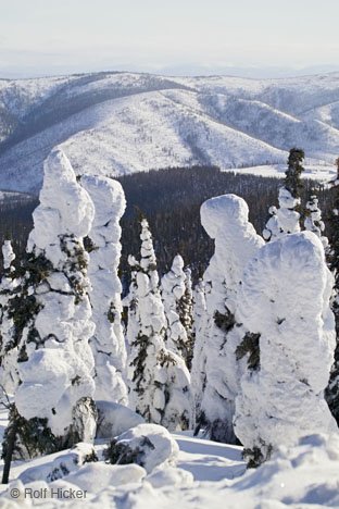 Schneelast Reise Auf Bäumen Alaska