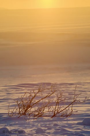 Winterbild Sonnenuntergang Tundra