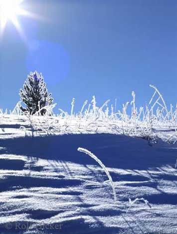 Winterlandschaft Nach Sonnenaufgang Wyoming USA