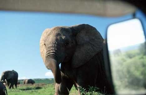 Afrikanischer Elefant Im Addo Nationalpark Suedafrika