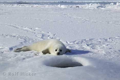 Arktische Robbe