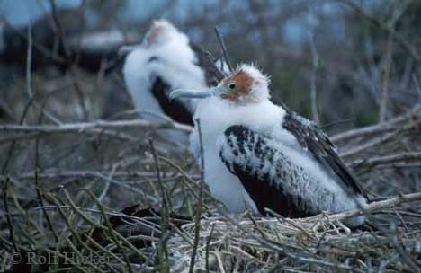 Bindenfregattvogel Nestling Dunenkleid Galapagos Inseln