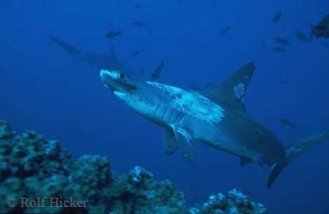 Bogenstirn Hammerhai Vor Den Galapagos Inseln