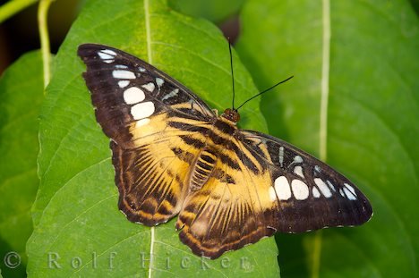 Schmetterling Brauner Segler Schmetterlingshaus Newfoundland Insectarium Kanada