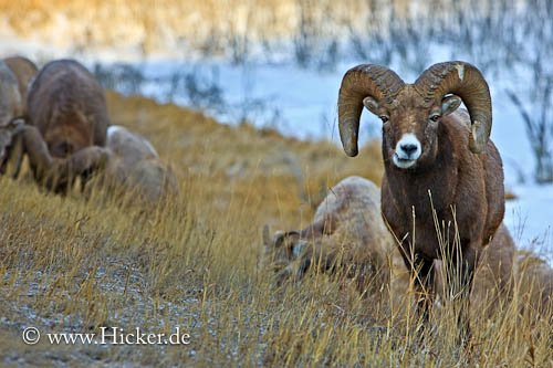 Dickhornschaf Jasper Nationalpark