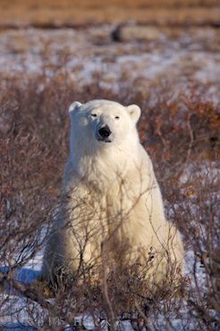 Eisbär Beim Sonnenbad Tierfotografie