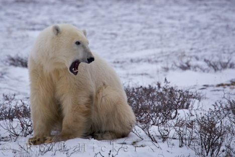 Eisbär Einzelgänger Bild Churchill