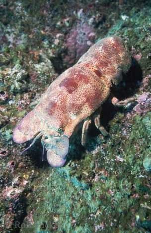 Galapagos Baerenkrebs Vor Den Galapagos Inseln