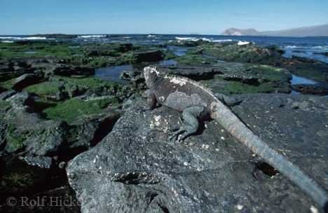 Galapagos Inseln Mit Eigener Tierwelt Wie Die Meerechsen
