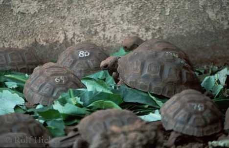 Galapagos Riesenschildkroeten