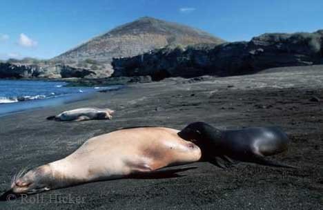 Jungenaufzucht Galapagos Seeloewe Galapagos Inseln