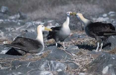Galapagosalbatros Balzverhalten Galapagos Inseln