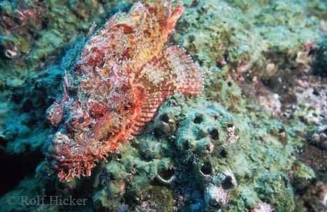 Gefaehrlicher Fisch Gefleckter Drachenkopf