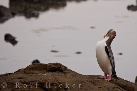 Gelbaugenpinguin Lustige Pose