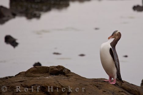 Gelbaugenpinguin Lustige Pose