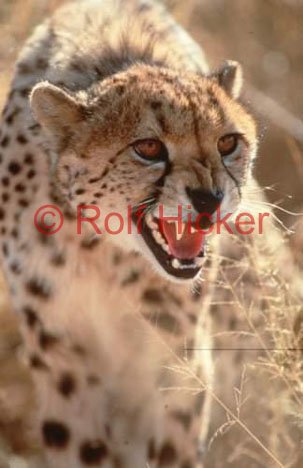 Saeugetier Gepard Wildtiere Namibia Afrika