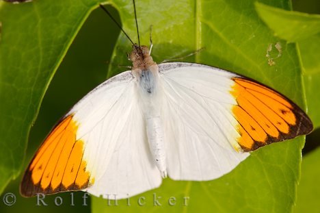 Schmetterling Grosser Aurorafalter Hebomoia Glaucippe Newfoundland Insectarium