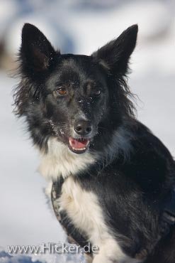 Hund Border Collie Im Winterlichen Wildgerlostal Salzburger Land