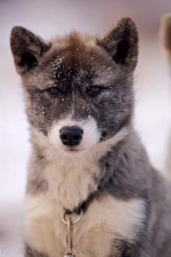 Kanadischer Eskimo Hund Stadt Churchill