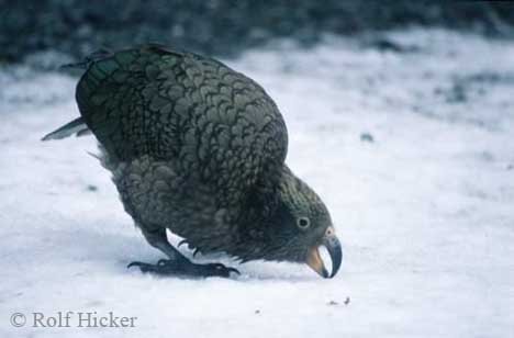 Kea Neugieriger Vogel Suedinsel Neuseeland