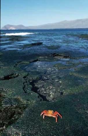 Rote Klippenkrabbe Galapagos Inseln