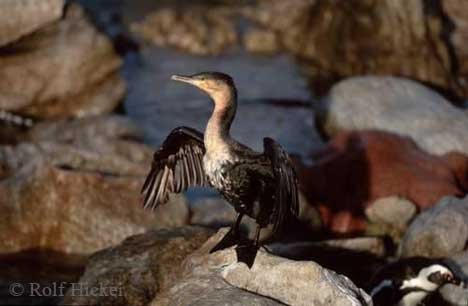 Kormoran Foto