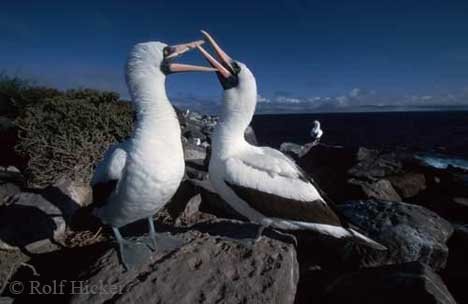 Lebensweise Der Maskentoelpel Galapagos Inseln