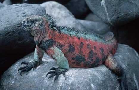 Beschreibung Und Farben Meerechse Galapagos Inseln